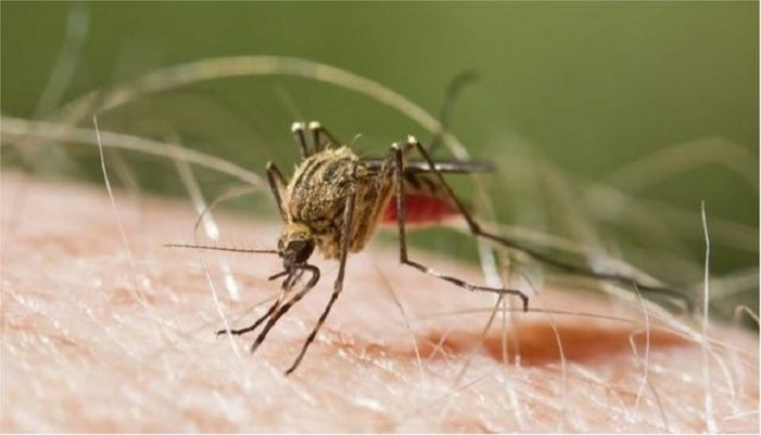 এক বছরে রোগী  বেড়েছে আড়াই গুণ