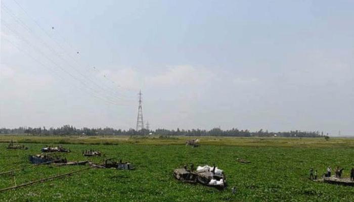কচুরিপানার দখলে মেঘনা, নৌ যোগাযোগ বিচ্ছিন্ন