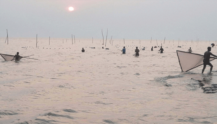 জনপ্রতিনিধির প্রশ্রয়ে গলদা চিংড়ির পোনা নিধন