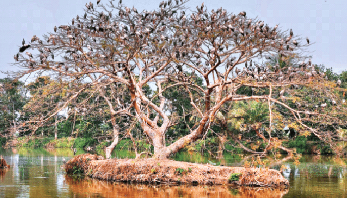 বক-সারসে মুখর সারাবেলা
