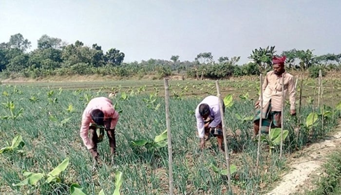 লোকসানের ভয়ে পেঁয়াজ তুলছেন না কৃষক