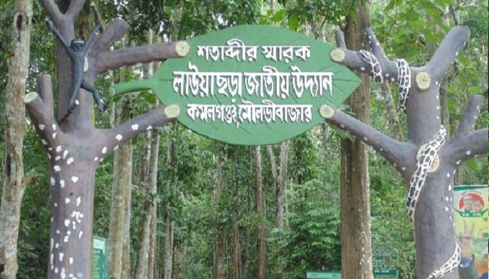 লাউয়াছড়া বনে লেবু বাগানে বৈদ্যুতিক ফাঁদে চা শ্রমিক নিহত
