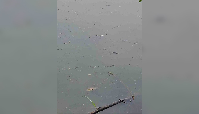বরিশালে মানবতার কৃষি খামারের পুকুরে বিষ