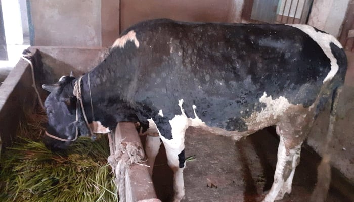 লাম্পি স্কিন রোগে আক্রান্ত পশু বাড়ছে