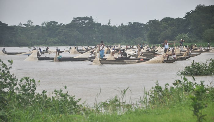 হালদায় প্রায় ১৭ হাজার কেজি মাছের ডিম সংগ্রহ