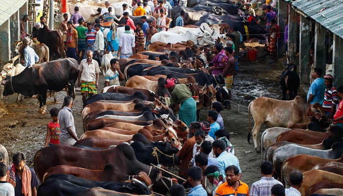 সারাদেশে ১ কোটি ৪১ হাজার পশু কোরবানি, অবিক্রিত প্রায় ২৫ লাখ