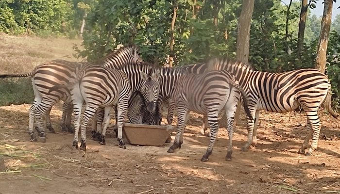 জাতীয় চিড়িয়াখানায় জেব্রার মৃত্যু