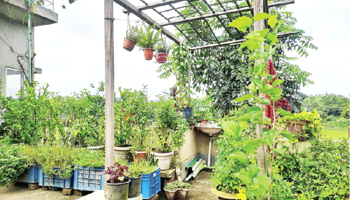 ছাদবাগানের যত্ন