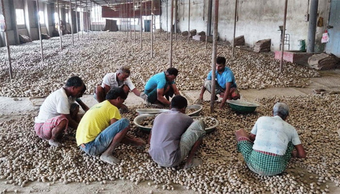 আলুর দাম বাড়ার নেপথ্যে