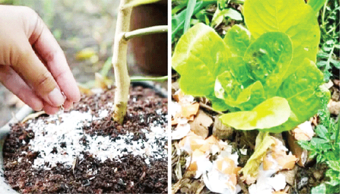 ফেলনা জিনিস ফেলনা নয়