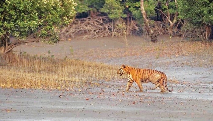পড়শি বাঘ