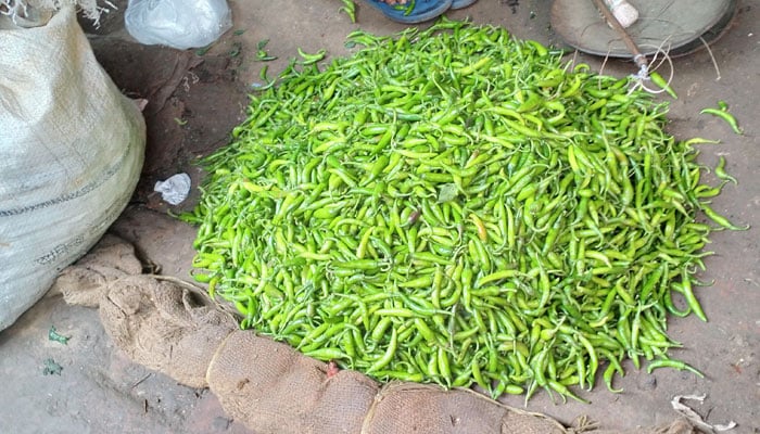 কাঁচা মরিচের দাম কেজিতে কমল ৩০০ টাকা
