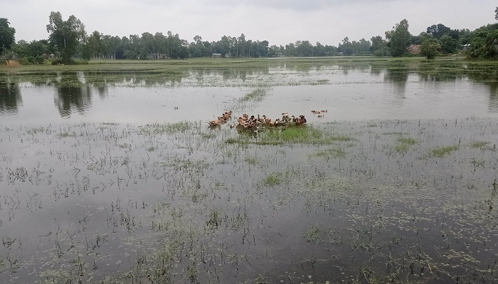 কৃষকের দুঃখ ভাঙা বেড়িবাঁধ
