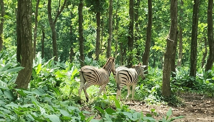বয়স্ক বাঘ-সিংহ থাকে আড়ালে