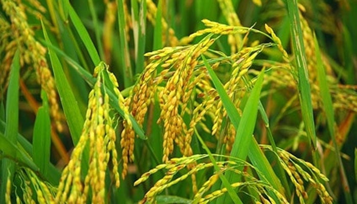 চকরিয়ায় আমন ধান ও সবজি ক্ষেতের বড় ক্ষতি