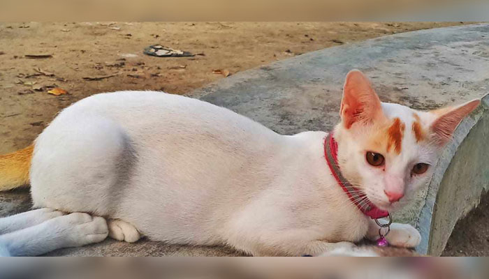 হারানো বিড়াল খুঁজে দিলেই পুরস্কার