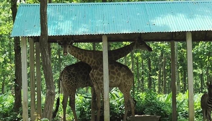 লক্কড়ঝক্কড় বাসে সাফারি ভ্রমণ