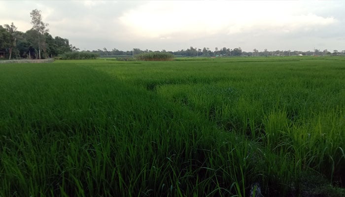 পাটের ক্ষতি পোষাতে আমনে চোখ