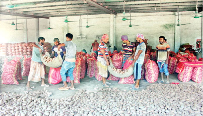 আলুর দাম বাড়ায় খালি হচ্ছে উত্তরের হিমাগার