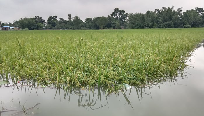 বৃষ্টিতে ডুবেছে ক্ষেতের ফসল, ক্ষতিগ্রস্ত কৃষক