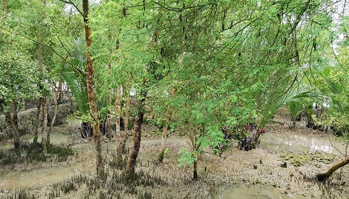 গাছ কেটে সাবাড়, ধ্বংস বনায়ন