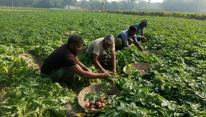 আগাম আলু আবাদে প্রস্তুত চাষি, প্রয়োজন দ্রুত বিএডিসির বীজ